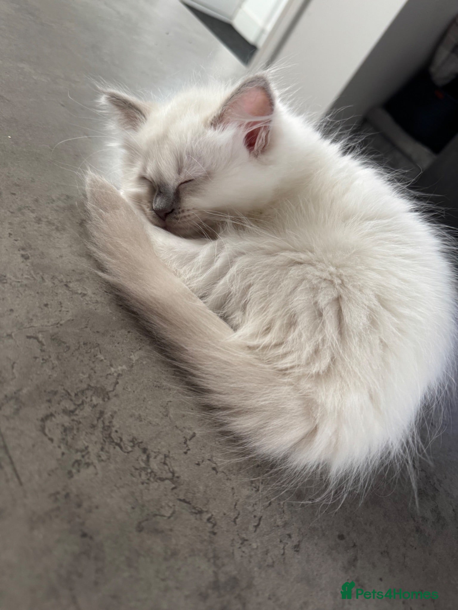 Ragdoll cats Last girl Ragdoll Kitten Left 💛 - Advert 2