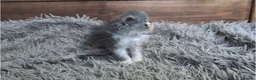 Persian cats for sale: 🐾 Beautiful Persian Kittens 🐾 - Advert 30