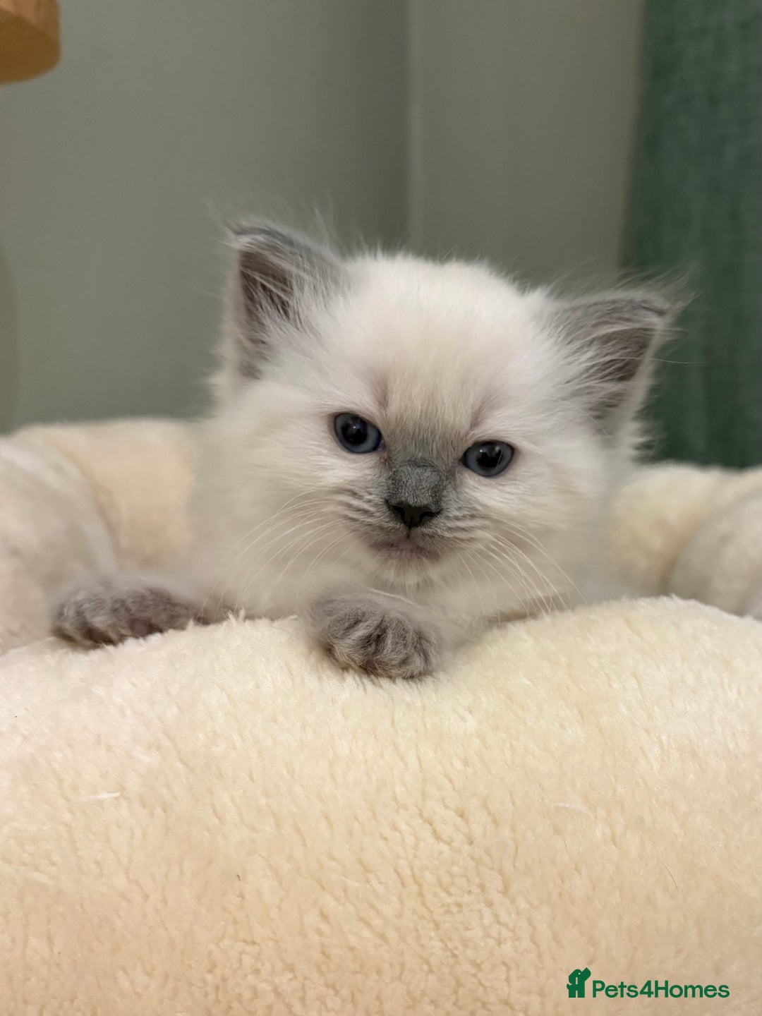 Ragdoll cats for sale: Gccf ragdolls ready 12th Jan  - Advert 12