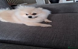 Pomeranian dogs for sale: Rehoming required for our two brothers.  - Image 9