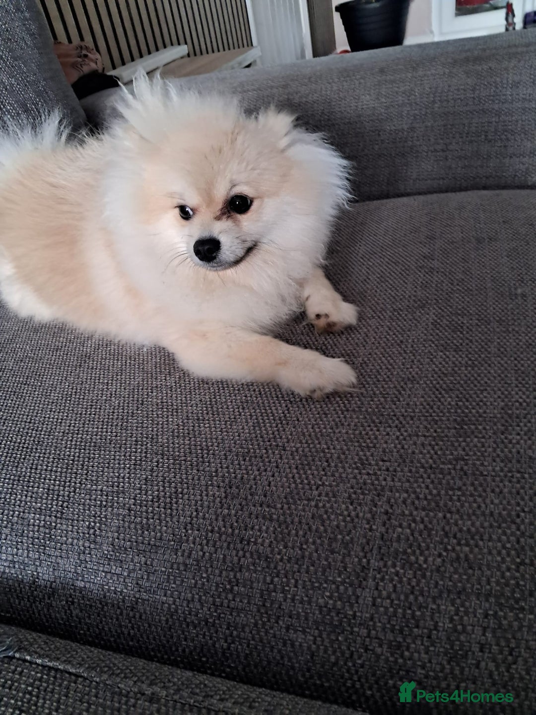 Pomeranian dogs for sale: Rehoming required for our two brothers.  - Image 9