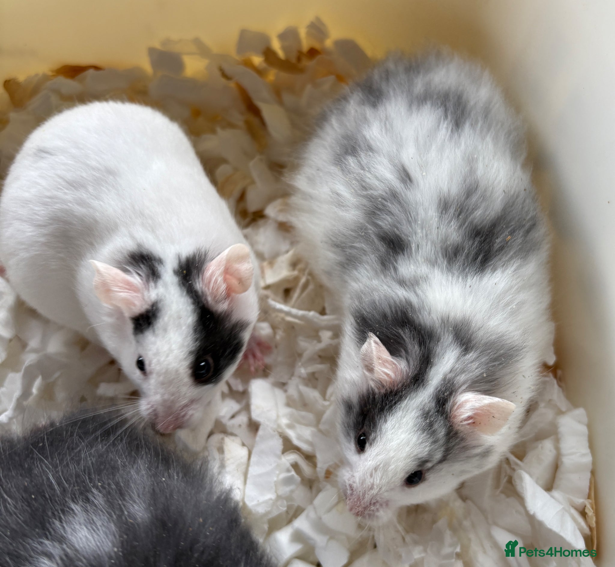 Hamster rodents Super friendly boy Syrian hamsters  - Advert 1