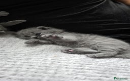 British Shorthair cats for sale: British Shorthair Kittens - Image 2