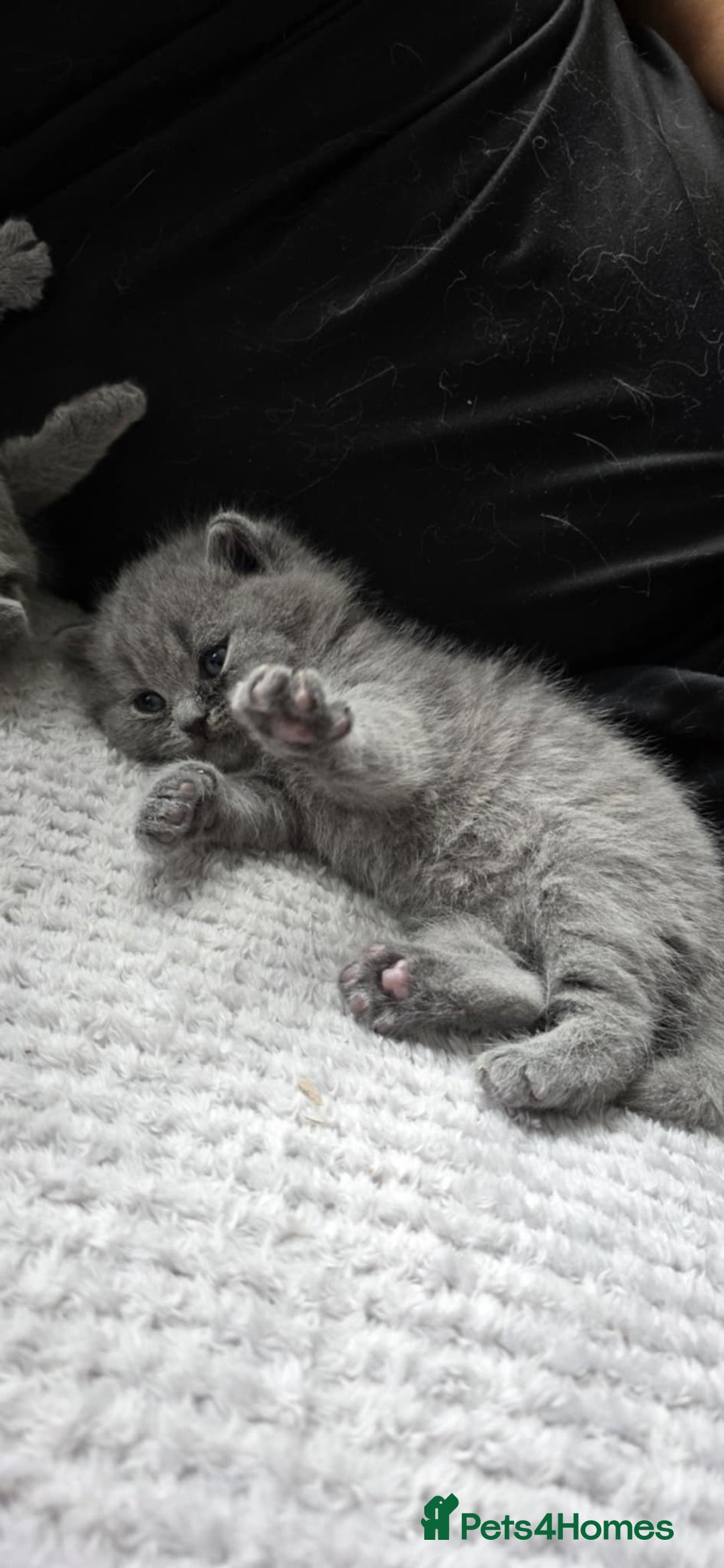 British Shorthair cats for sale: British Shorthair Kittens - Image 2