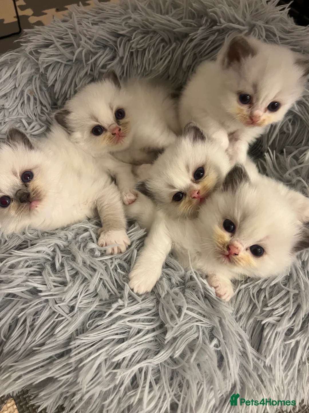 Ragdoll cats for stud: G.Champion✅GCCF/TICA Reg✅FIV/FELV/DNA✅Ragdoll stud in London - Advert 21