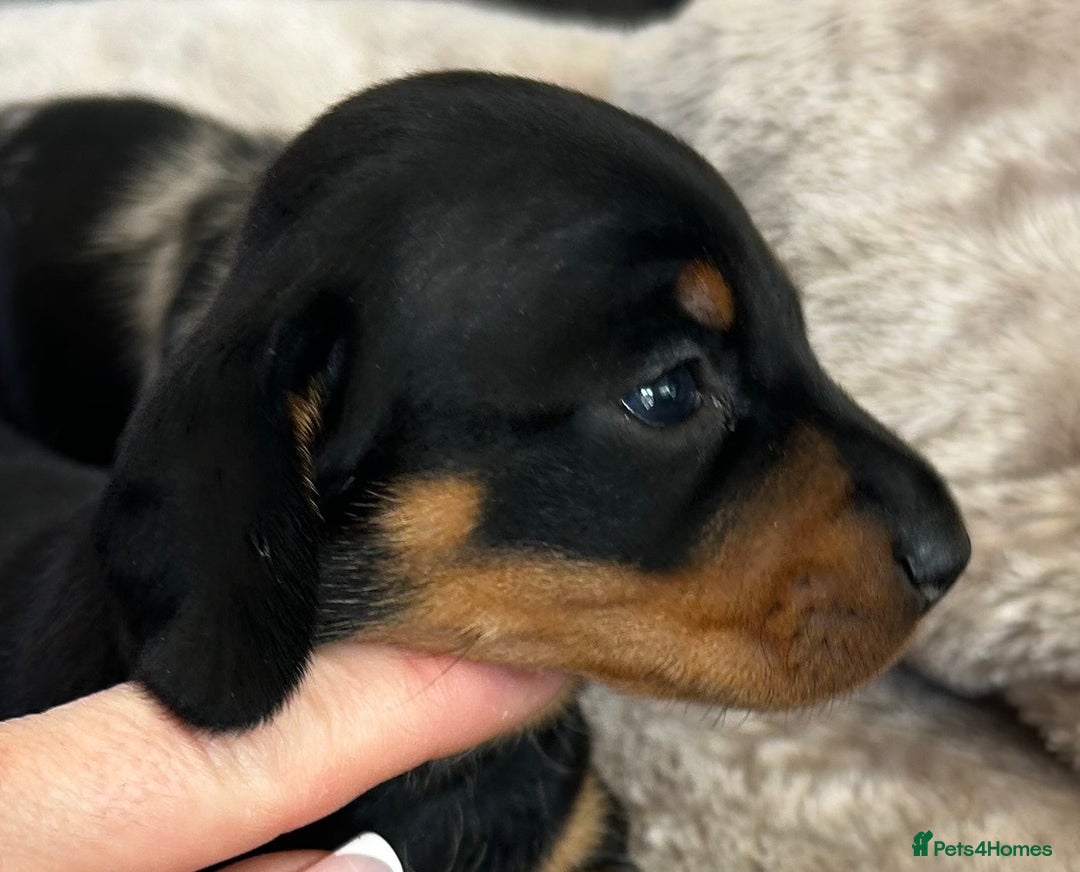Miniature Dachshund dogs for sale: Gorgeous KC Miniature Dachshunds  - Image 4