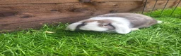 Mini Lop rabbits for sale: Gorgeous Mini lops child friendly  - Advert 5