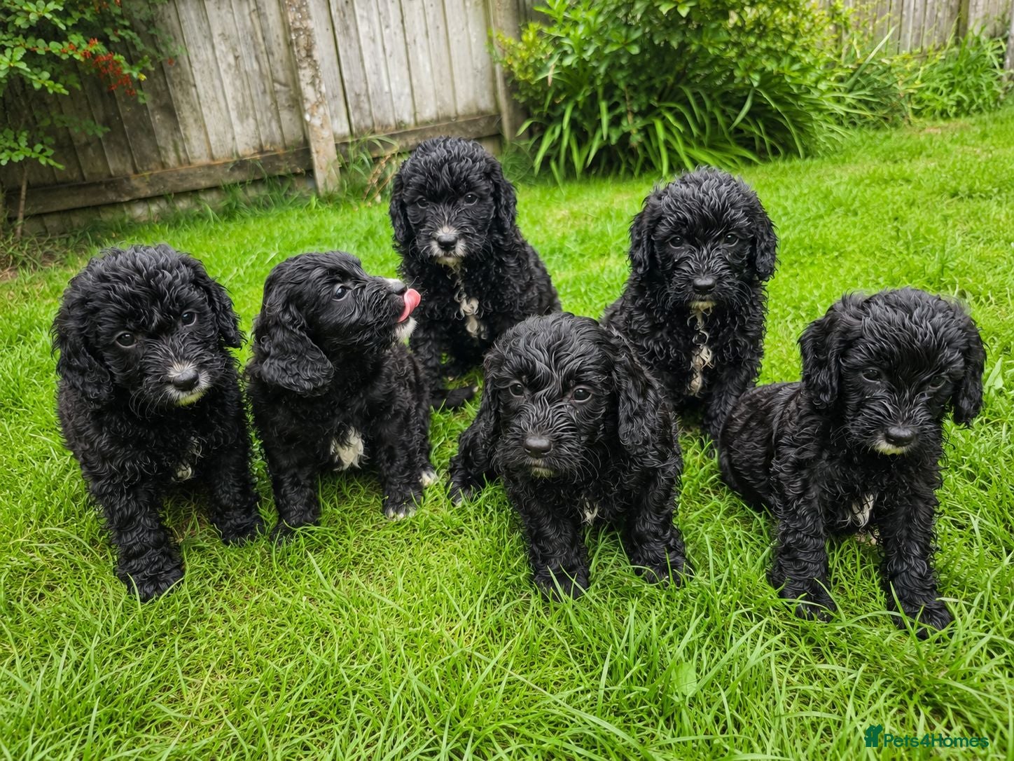 Cockapoo dogs Cockerpoos for sale  - Advert 1