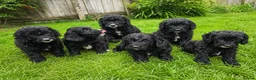 Cockapoo dogs for sale: Cockerpoos for sale  - Advert 1