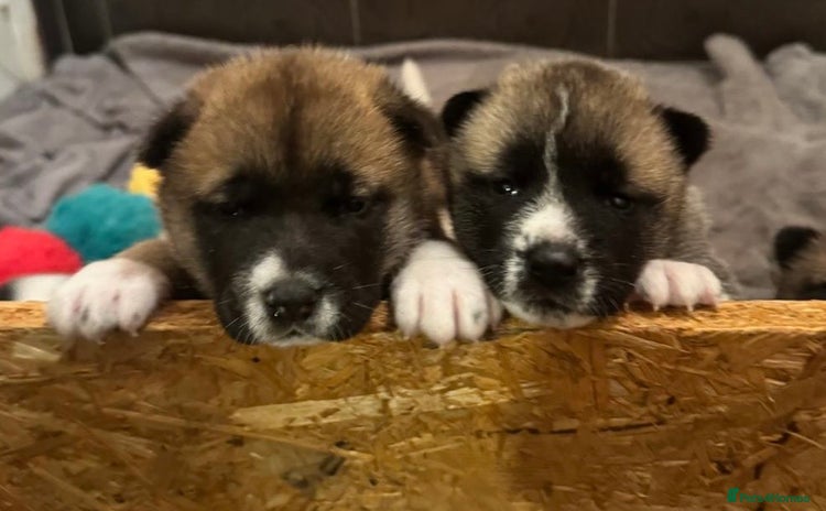 Akita dogs - Advert 1