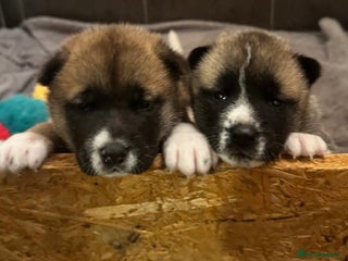 Akita dogs - Advert 6