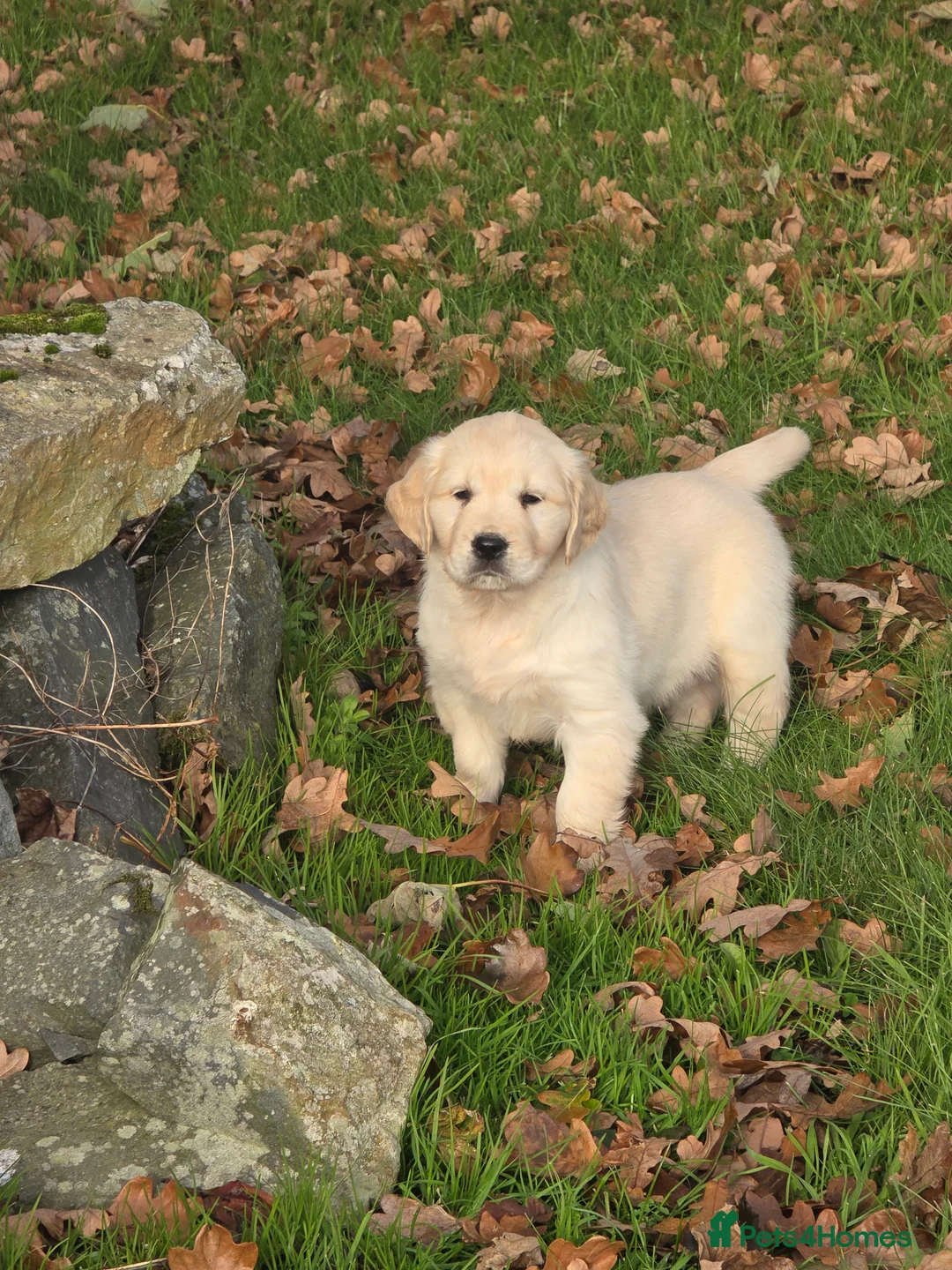 Mixed Breed dogs for sale: Stunning Golden Mountain pup's  - Advert 5