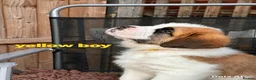 Saint Bernard dogs for sale: 5 stunning male St Bernard puppies in Rotherham - Advert 14