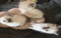 Ragdoll cats for sale: Humble purebred Active Ragdolls - Advert 4