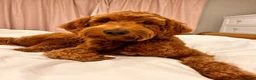 Australian Labradoodle dogs for sale: WAITING LIST Australian Labradoodles - RED - Advert 11