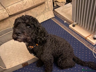Cockapoo dogs in Blackpool - Advert 15