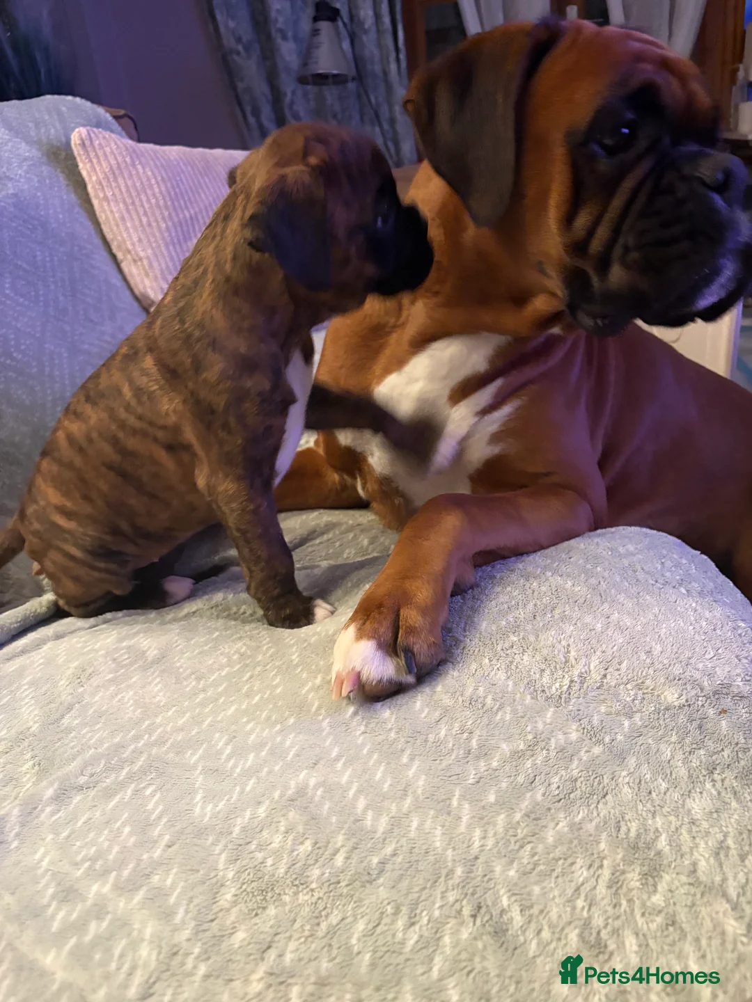 Boxer dogs for sale: READY NOW. LAST GIRL 🐶  - Advert 6