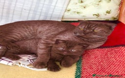 Scottish Fold cats for sale: Cappuccino Scottish fold-Reluctant sale - Advert 9