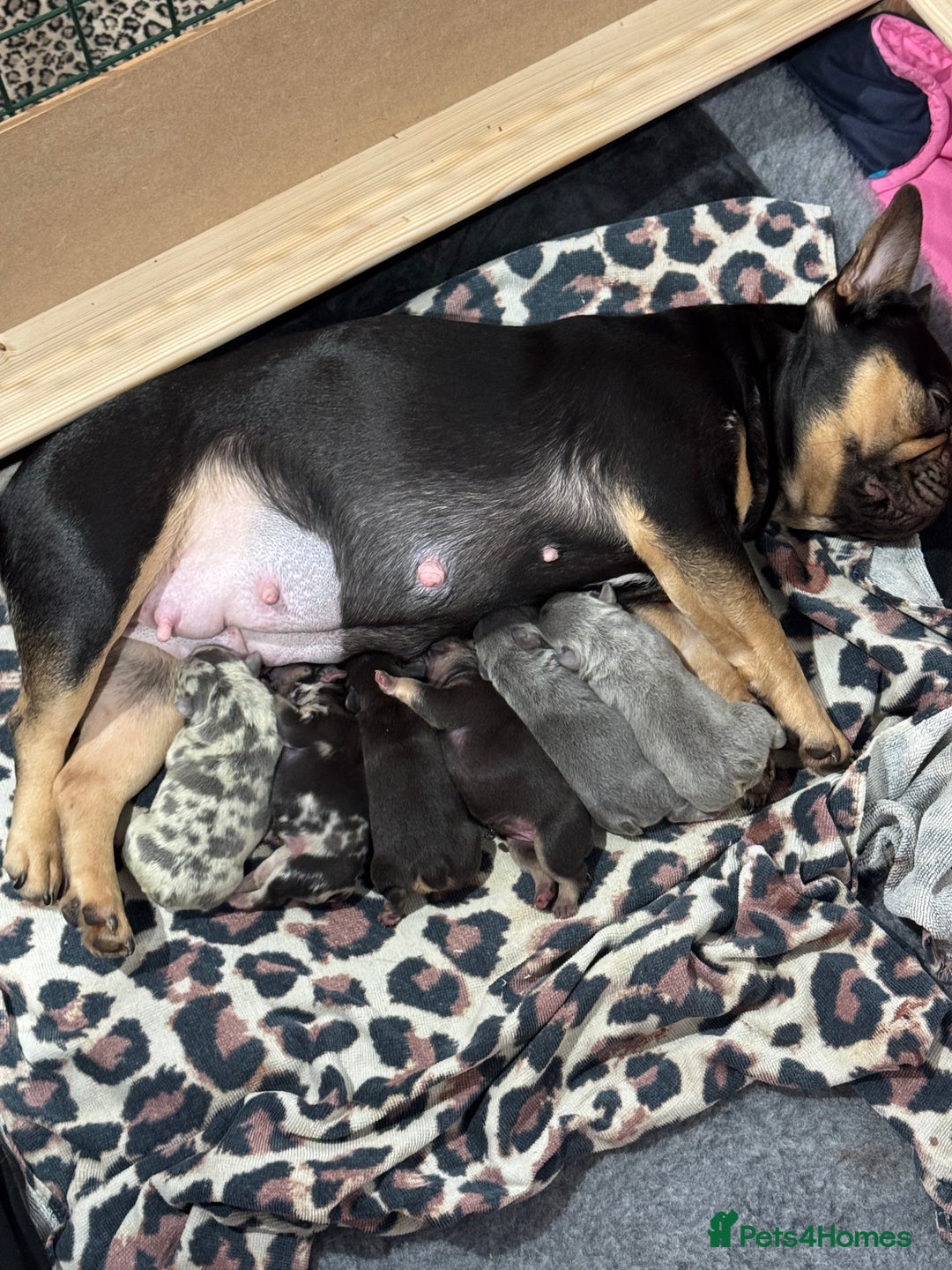 French Bulldog dogs for sale: French bulldog puppies for sale  - Advert 1