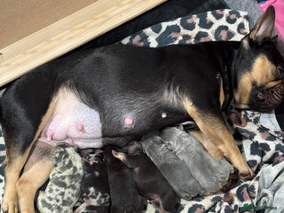 French Bulldog dogs French bulldog puppies for sale - Advert 1