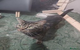 British Shorthair cats for sale: Well behaved cat - Image 1