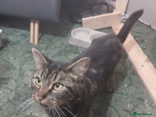 British Shorthair cats - Advert 22