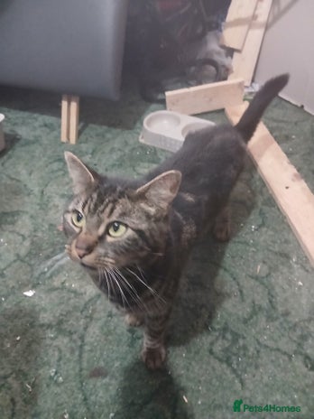 British Shorthair cats - Advert 1