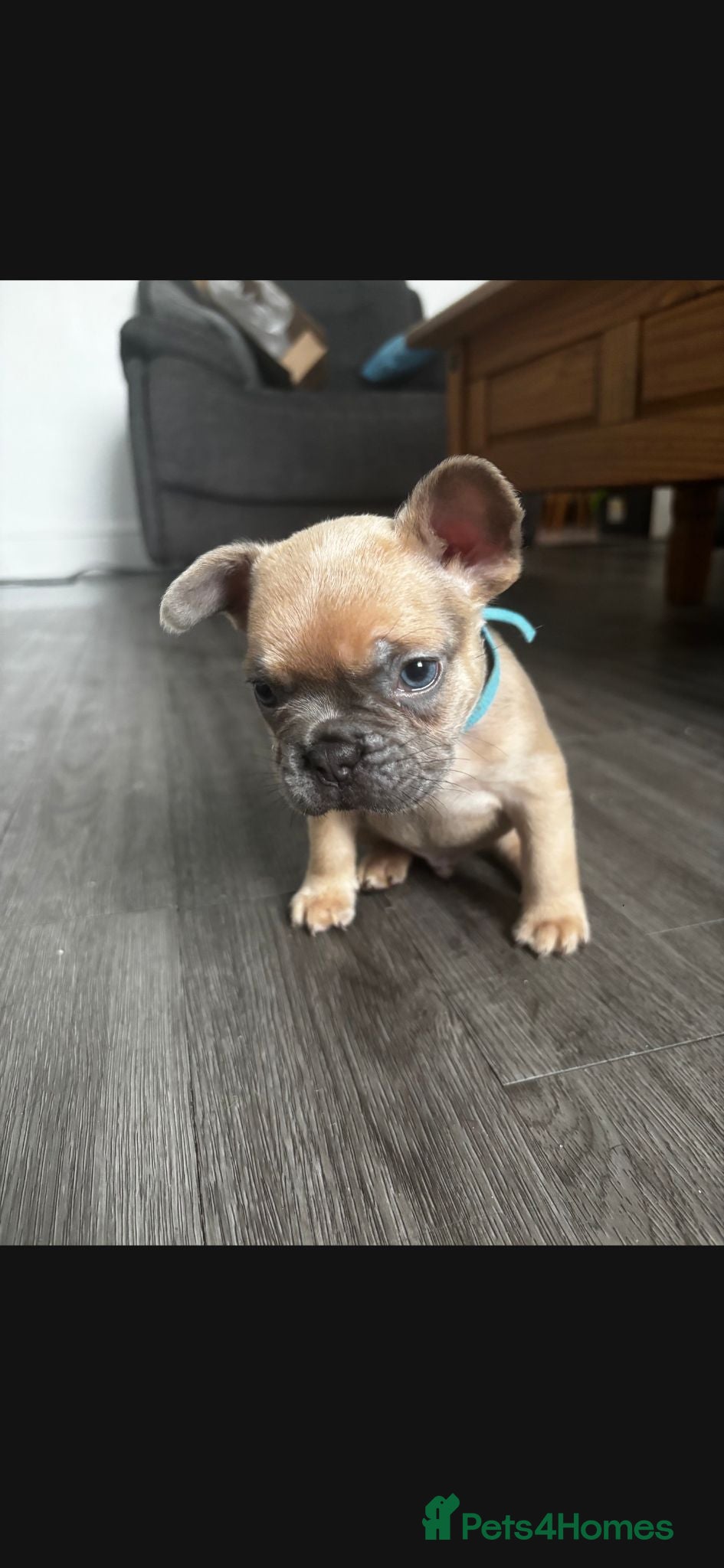 French Bulldog dogs French bulldog  - Advert 2