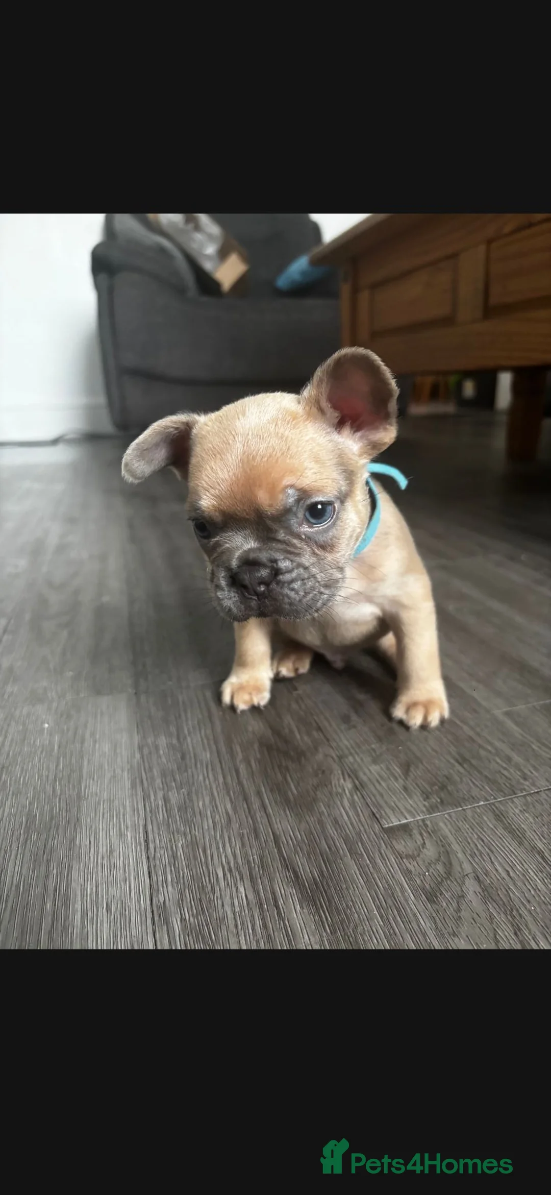 French Bulldog dogs for sale: French bulldog  - Advert 2