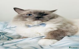 Ragdoll cats for stud: GCCF & TICA registered stud, champion bloodline    in London - Image 22