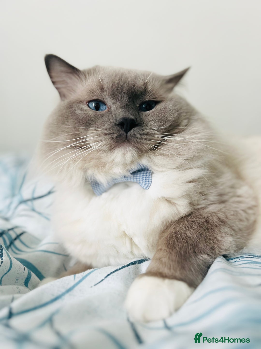 Ragdoll cats for stud: GCCF & TICA registered stud, champion bloodline    in London - Image 22