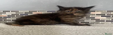 Mixed Breed Kitten 7