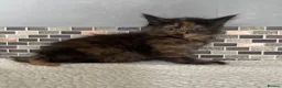 Mixed Breed cats for sale: 8 beautiful kittens - Advert 4