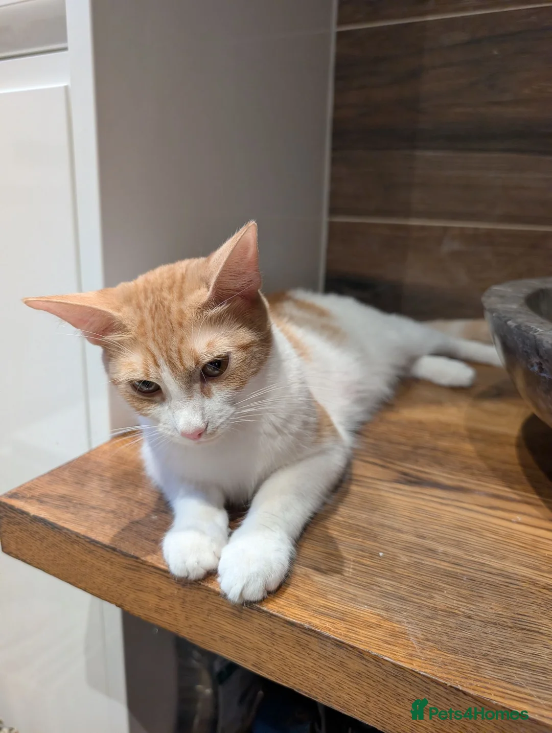 British Shorthair cats for sale: Beautiful kittens for sale in Manchester - Advert 1