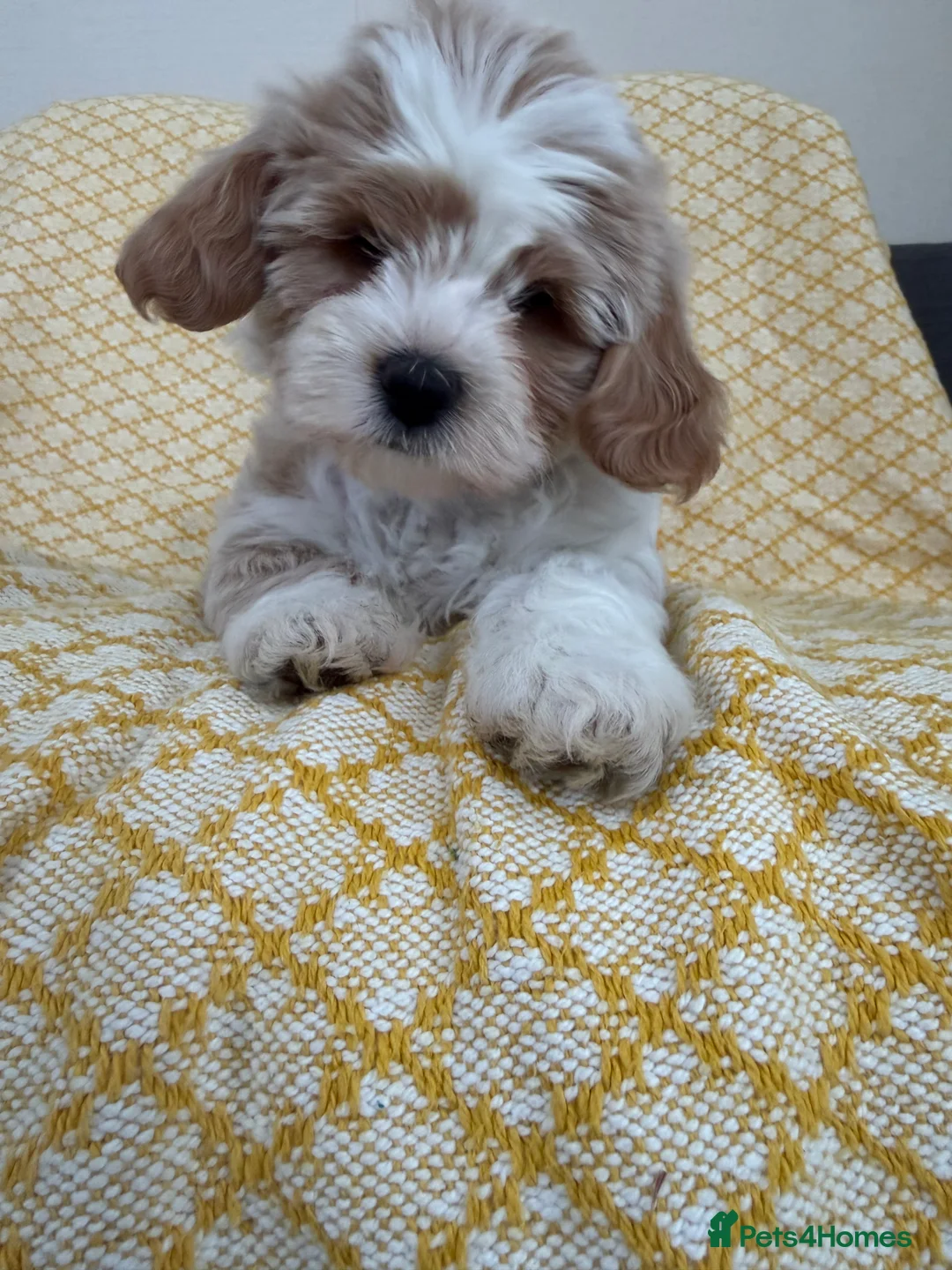 Maltipoo dogs for sale: Beautiful happy health tested Maltipoo fur babies  - Advert 1