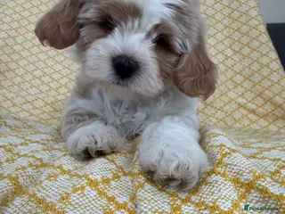 Maltipoo dogs Beautiful happy health tested Maltipoo fur babies - Advert 1