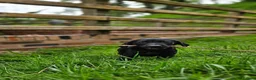 Labrador Retriever dogs for sale: Beautiful Labrador Puppies Available now - Advert 6