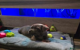 Staffordshire Bull Terrier dogs for sale: Stunning Staffordshire bull terrier pups  - Image 27