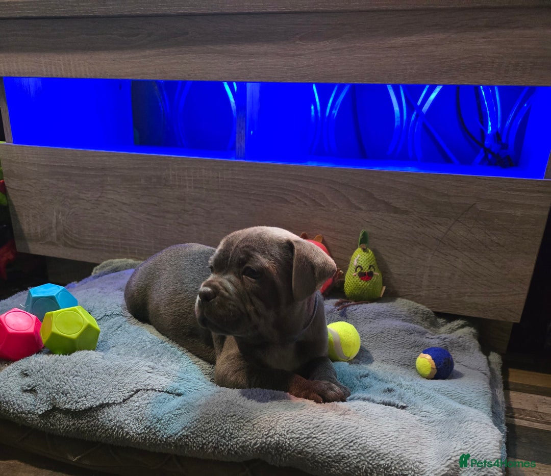 Staffordshire Bull Terrier dogs for sale: Stunning Staffordshire bull terrier pups  - Image 27