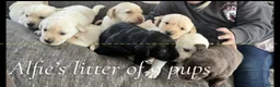 Labrador Retriever dogs for stud: Proven Labrador retriever for stud  - Advert 7