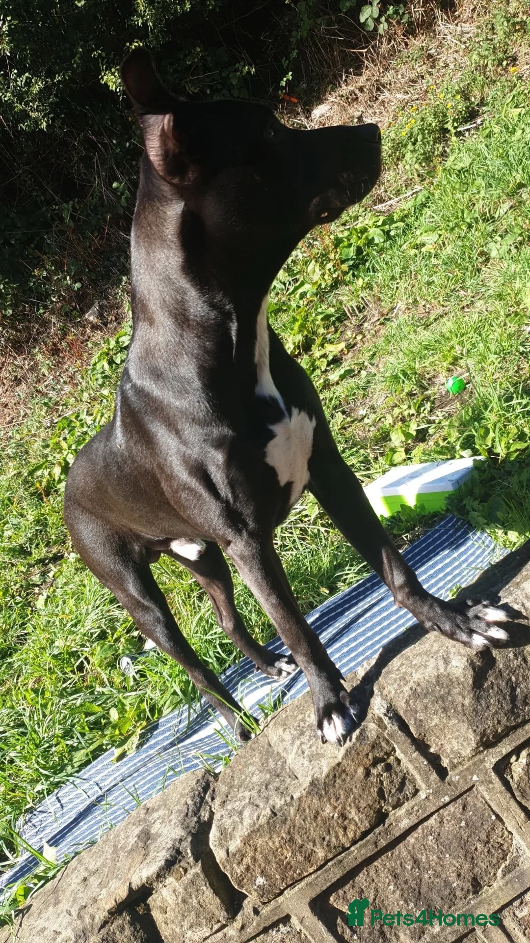 Mixed Breed dogs for sale: Cane-corso x lab  - Advert 5