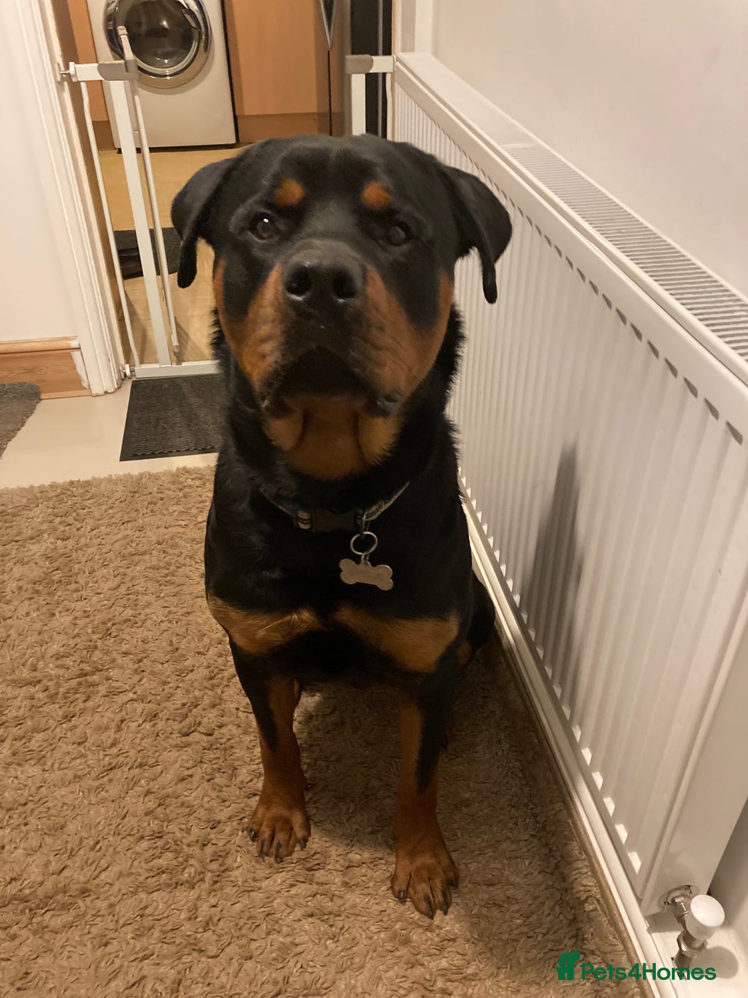 Rottweiler dogs for sale: Bruce * Rehome *  - Advert 12