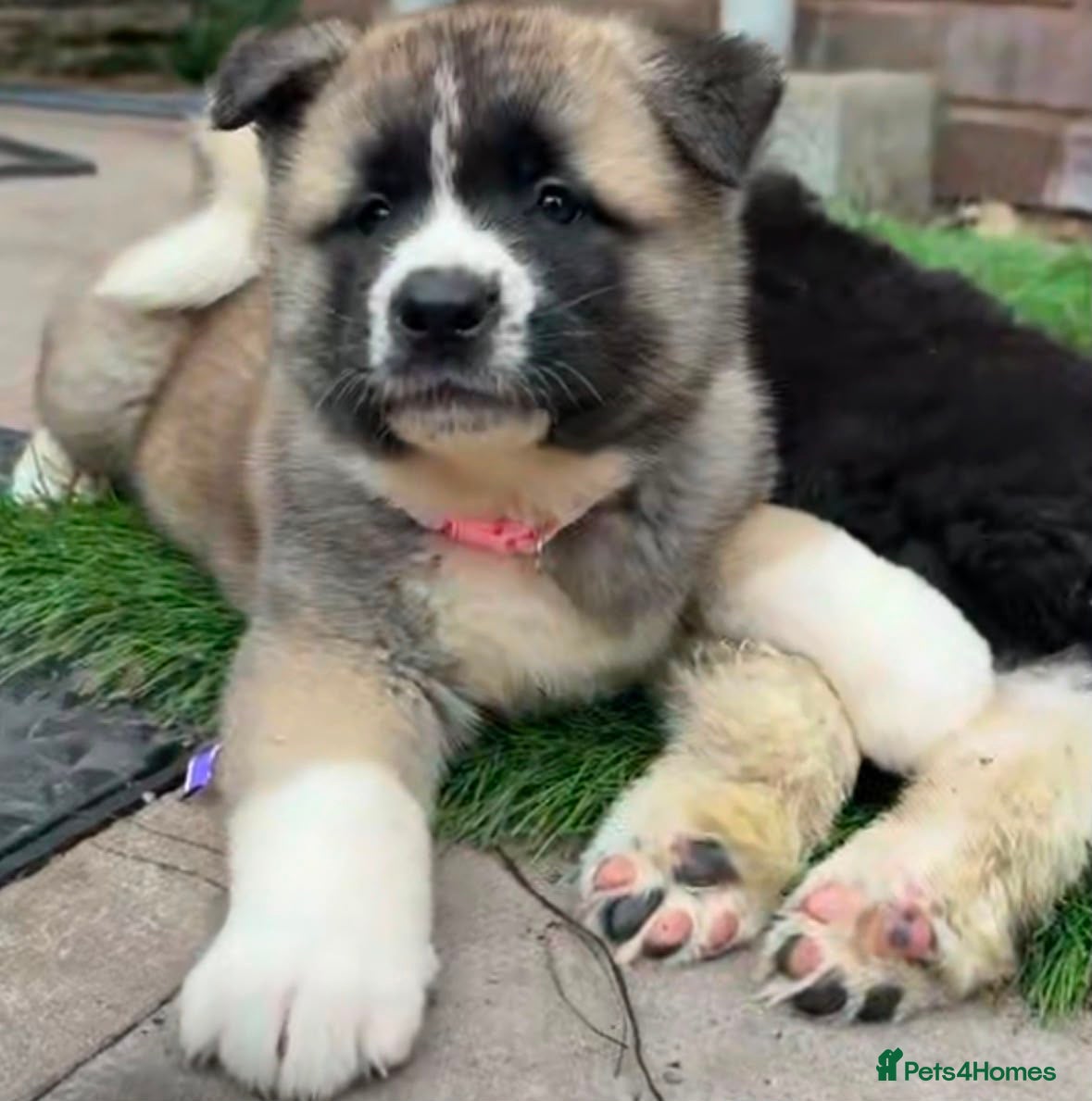 Akita dogs Amazing bundles of joy looking for Forever Homes - Advert 1