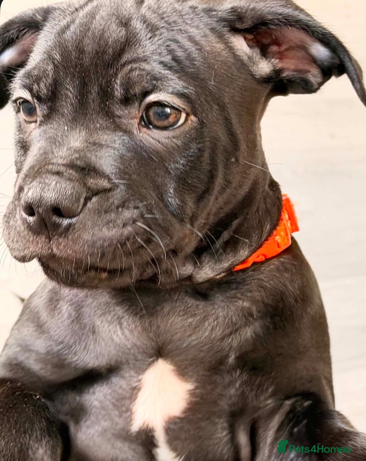 Mixed Breed dogs C. Graham - Advert 1