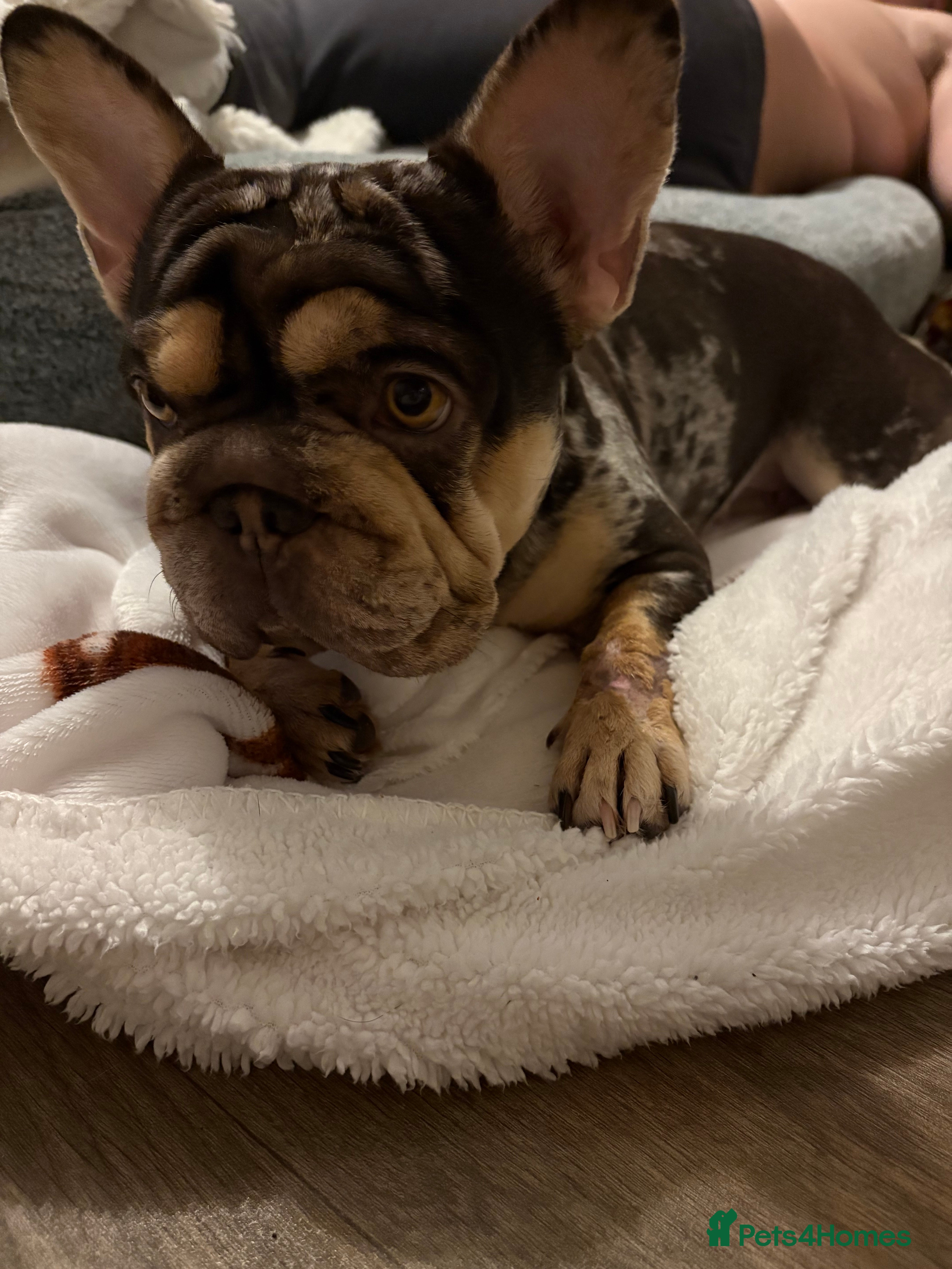 French Bulldog dogs Female dog - Advert 9