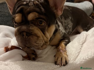 French Bulldog dogs Female dog - Advert 9