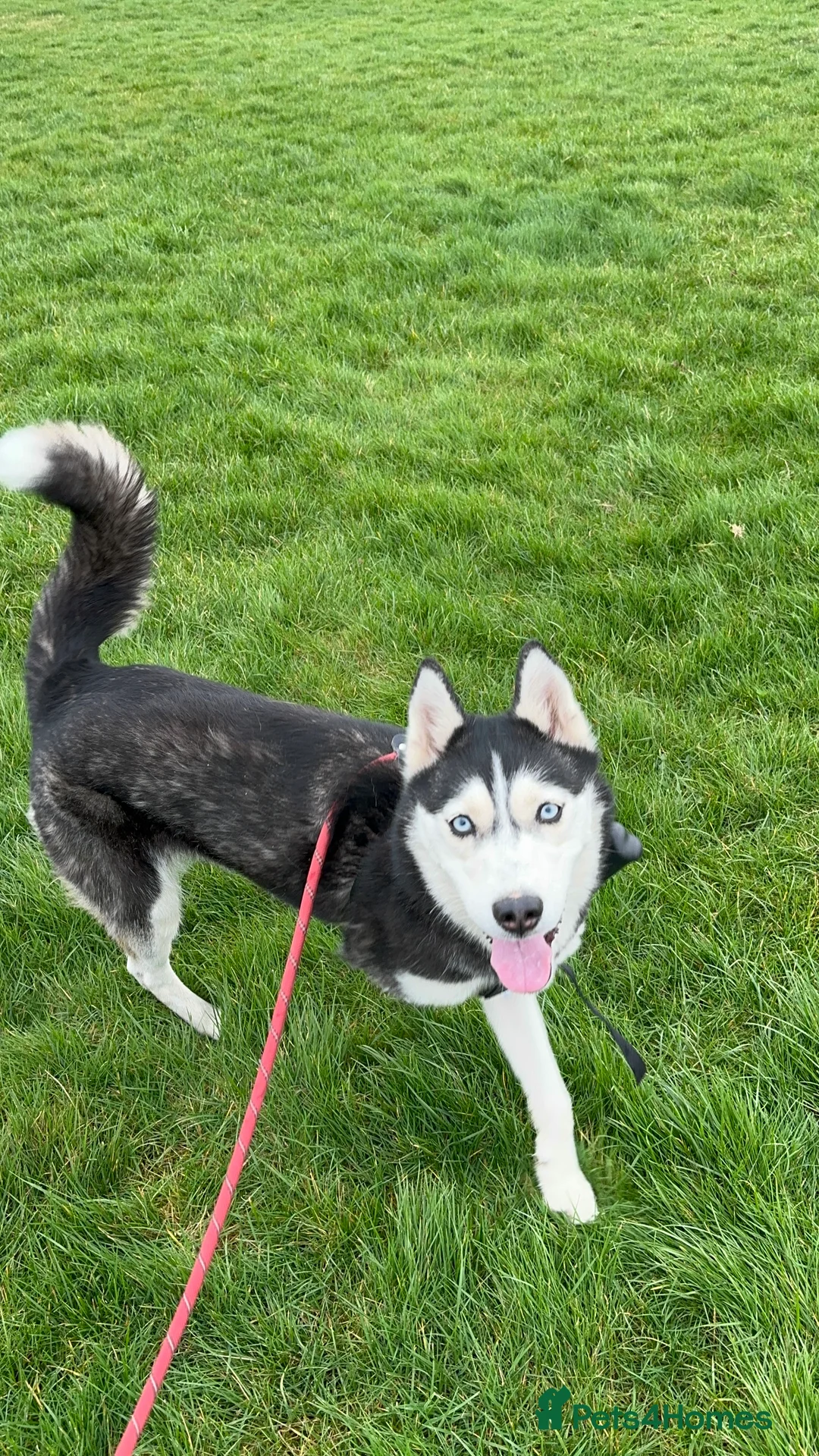 Siberian Husky dogs for stud: 🐺Lucky🐺 in Birmingham - Advert 40