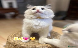 Ragdoll cats for sale: 💖Beautiful Ragdoll💖 Tica register  - Image 30