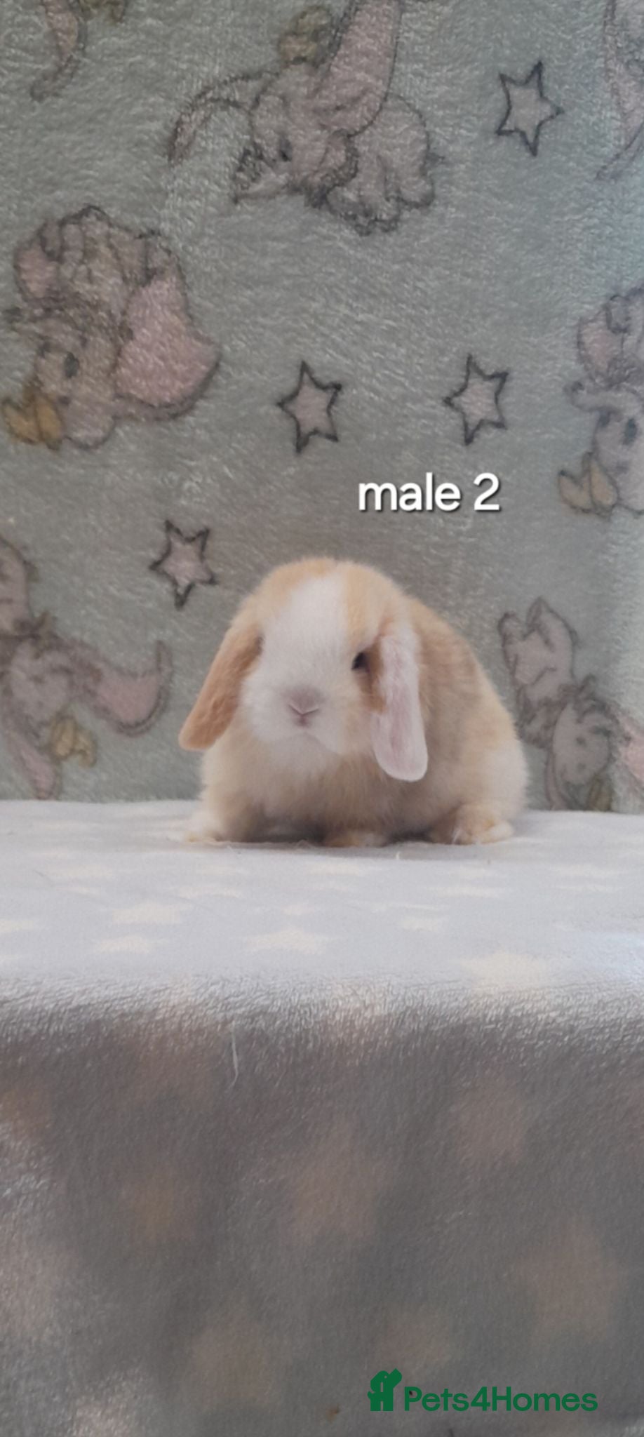 Mini Lop rabbits Beautiful purebred mini lops  - Advert 2