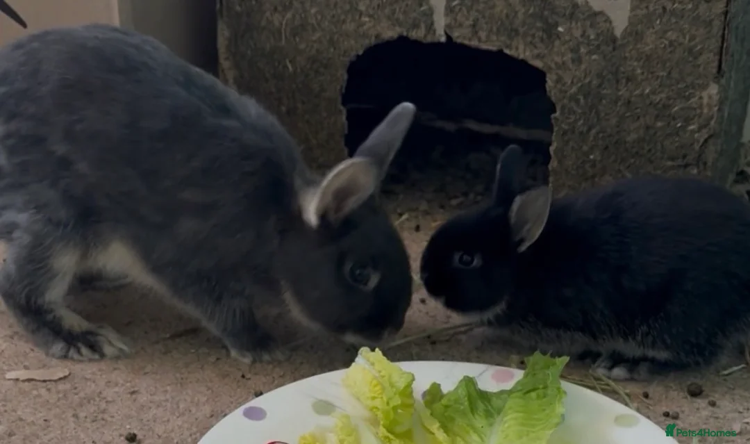 Netherland Dwarf rabbits for sale: 2 X Netherland Dwarfs bunnies - Advert 4